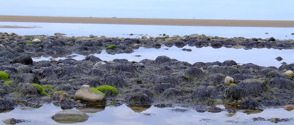 Laverbread. Lavebread Seaweed