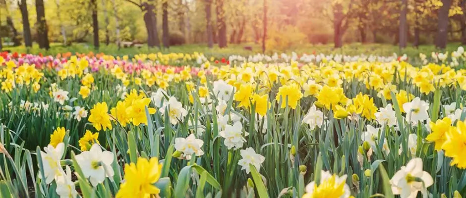 National Flower of Wales - Welsh Flowers