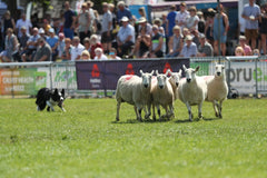 Royal Welsh Show - Sheep and sheepdog competitions