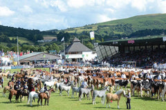 Royal Welsh Show - agricultural competitions