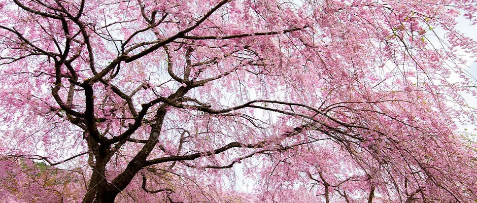 Cohana celebrates Sakura - the cherry blossom tree in flower