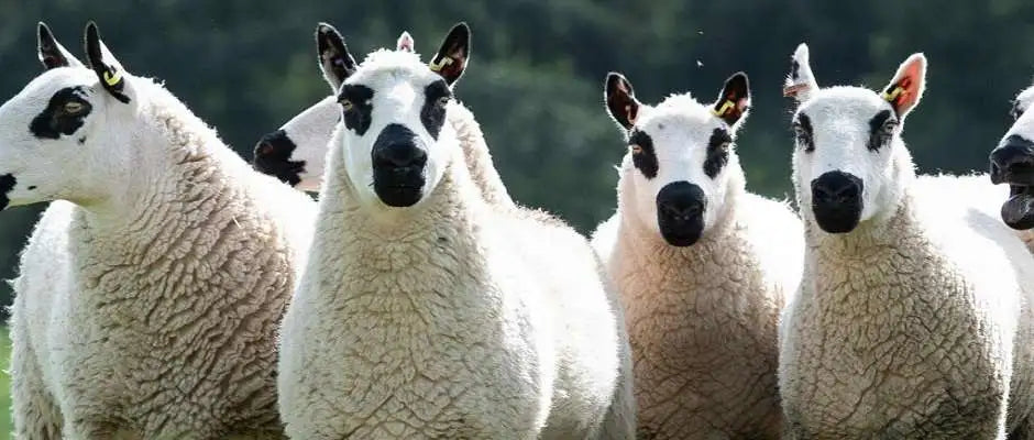 Welsh Sheep Breeds - Kerry Hill Breed