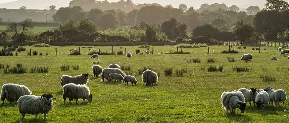A Yarn Story - Sheep in a field before shearing
