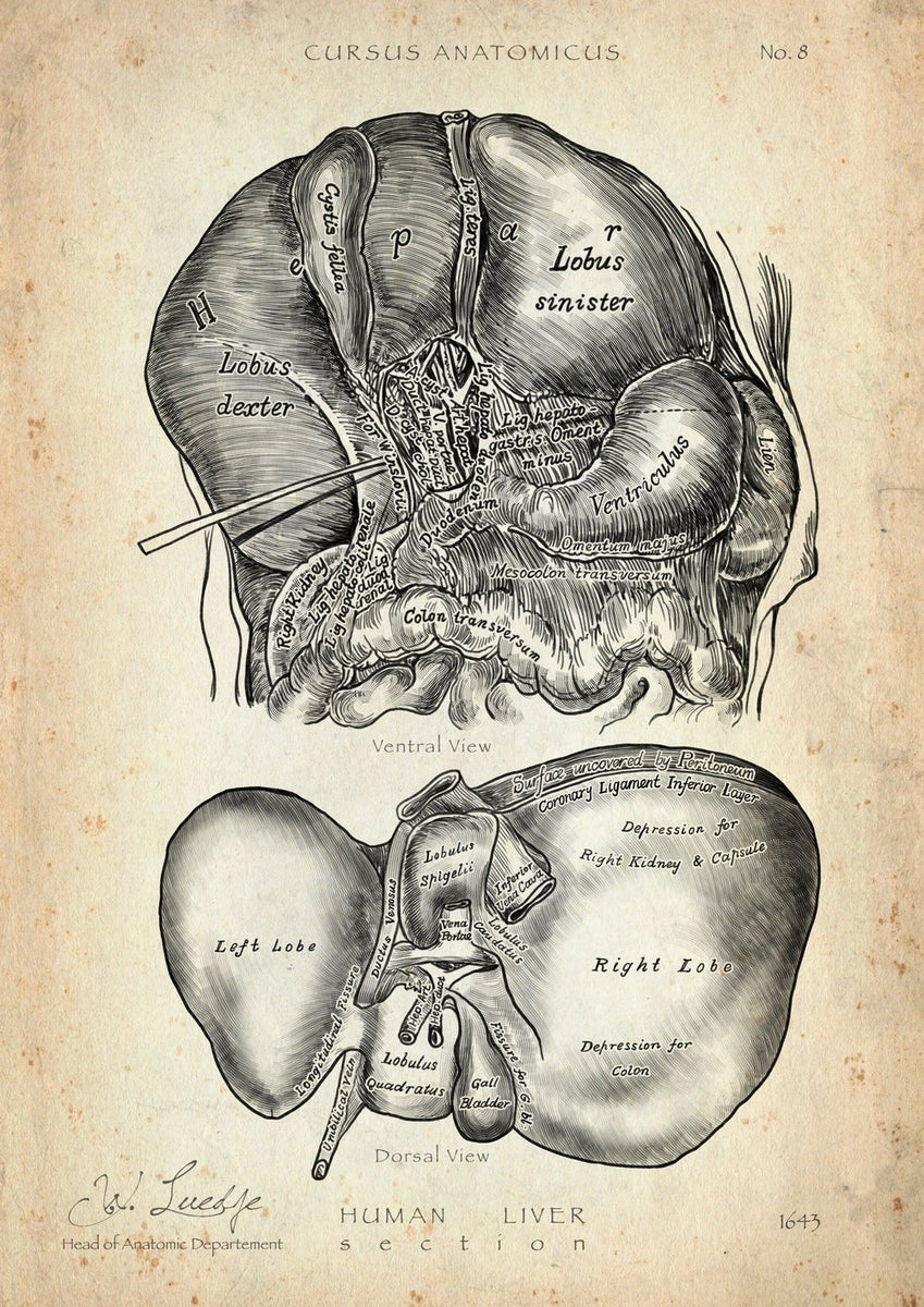 Leber Anatomie Poster - Cursus Anatomicus