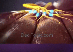 EMS electrical pulses