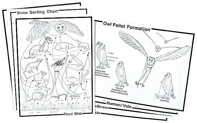 Owl Pellet Skeleton Reconstruction Chart