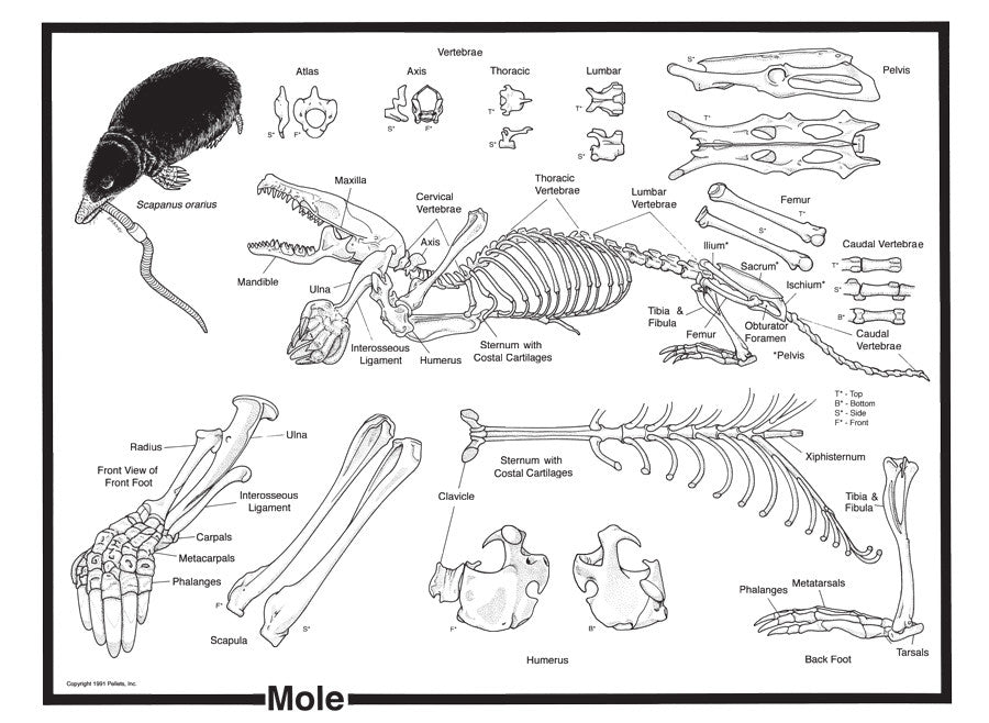 Mole Skeleton Diagram | Mole Diagram for Owl Pellet Dissection