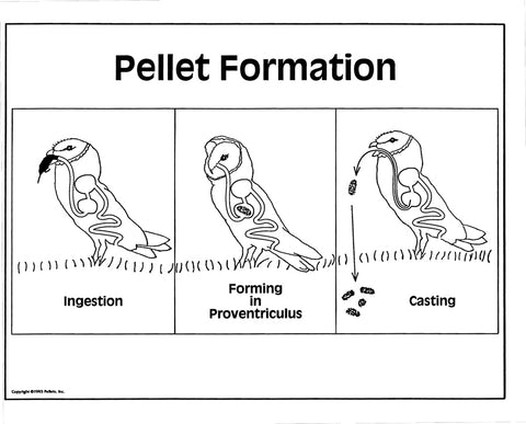 How are owl pellets formed?