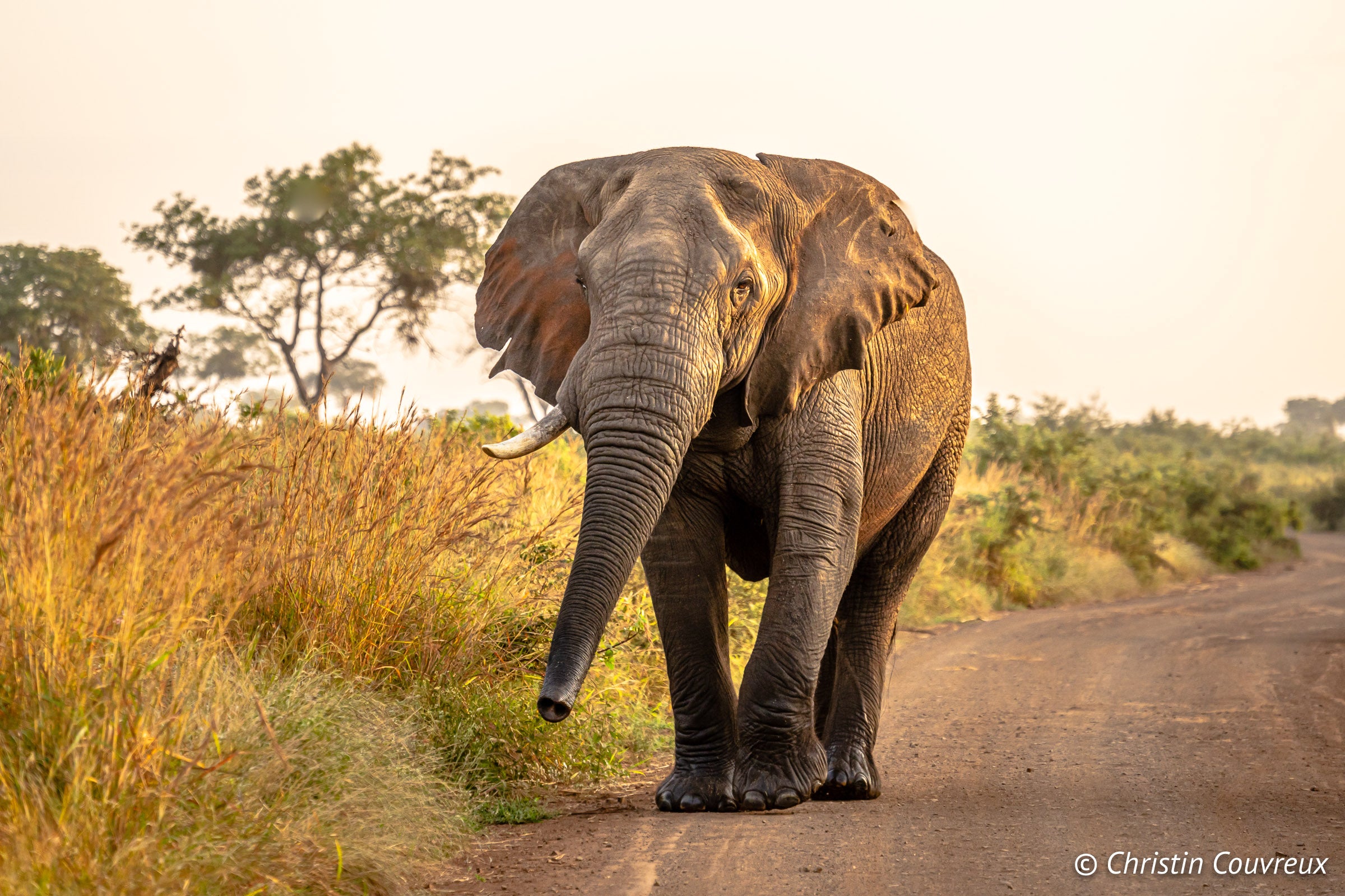 Elephants in Kruger