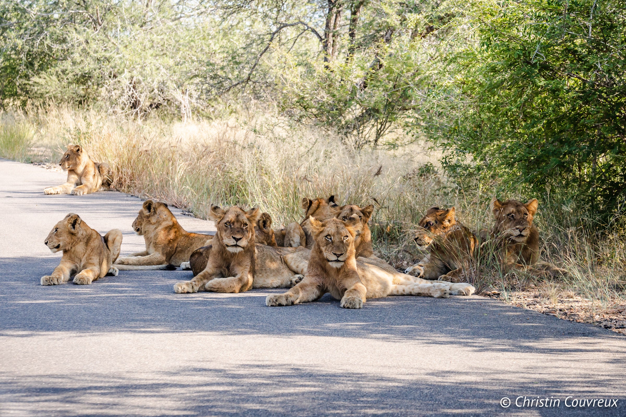 Lions in Kruger