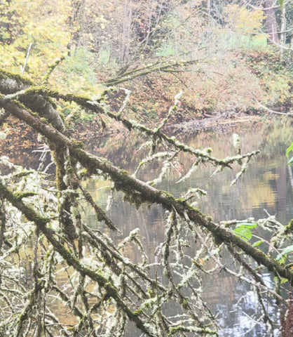 Branches over water. Tualatin River.