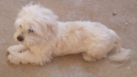 Happy Boof the white maltese dog reverse yeast infection using only natural products that work!