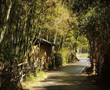 竹林の里の風景