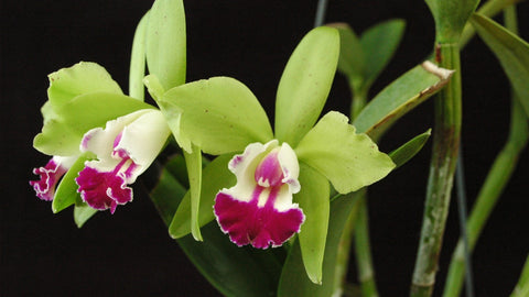 cattleya orchids