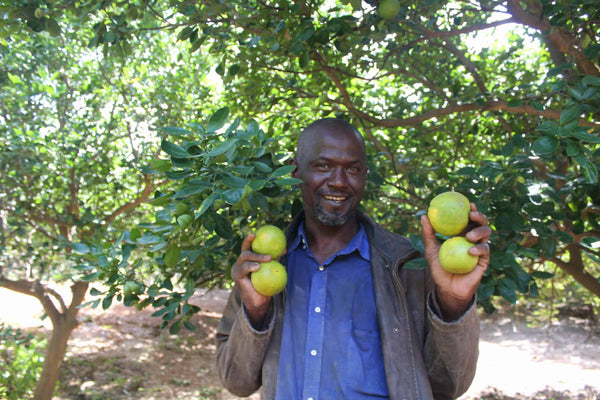 Farmer Harvesting Fruit