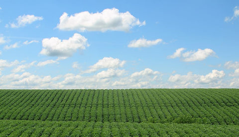 American soy crops