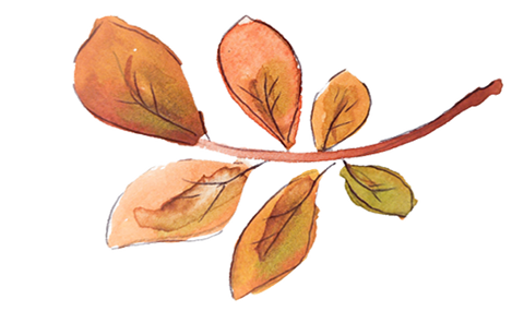 illustration of autumn leaves