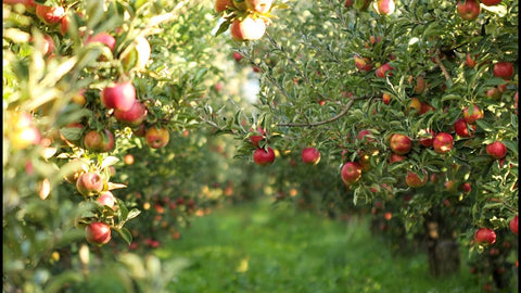 Apple Orchard