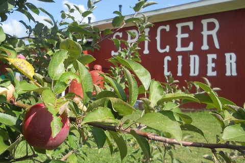 Spicer Orchard