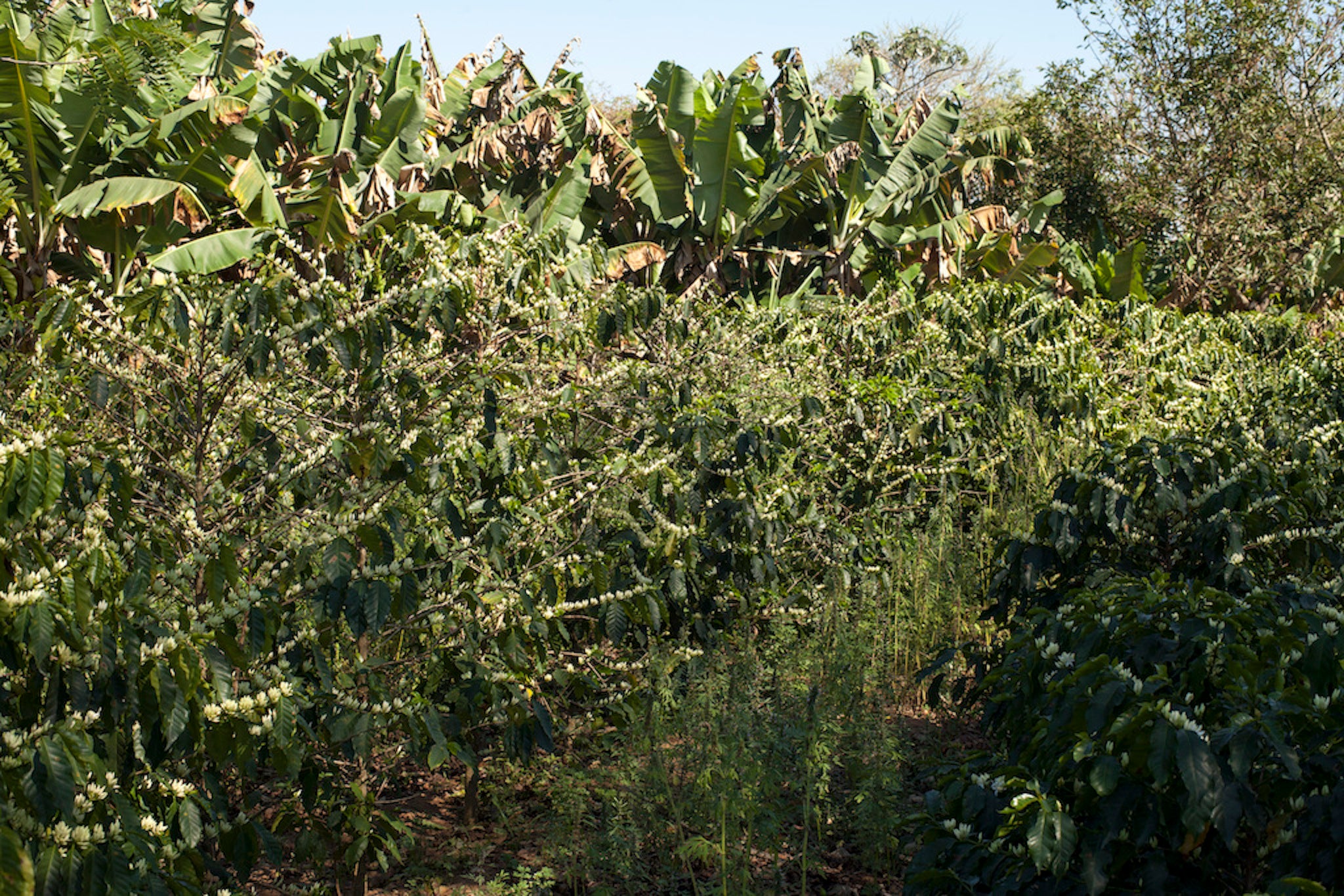 Active organic coffee farm of our partner FAF in Brazil 