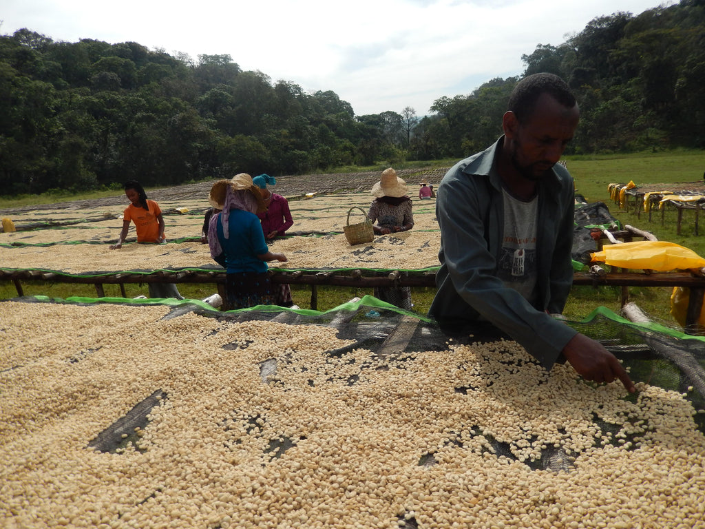 Our partners in Ethiopia on a coffee farm