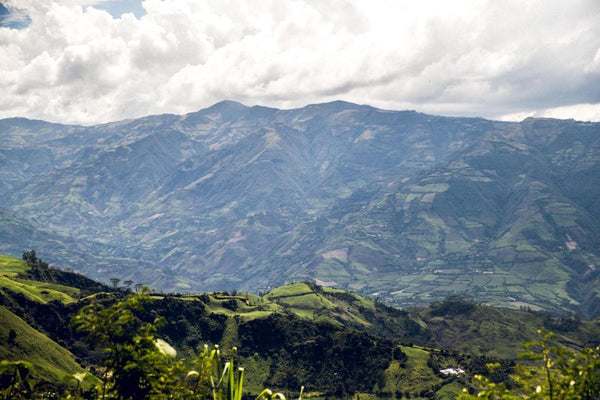 Coffee farm in Colombia with high elevation