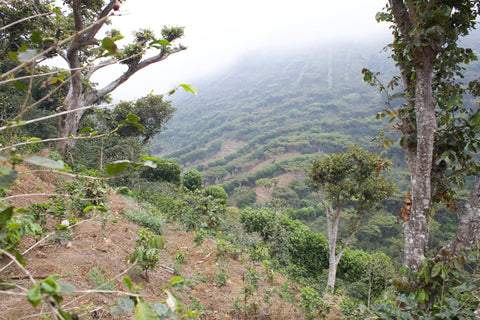 Finca El Majahual coffee plantation