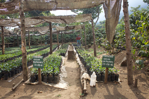 Coffee plants in Finca Majahual