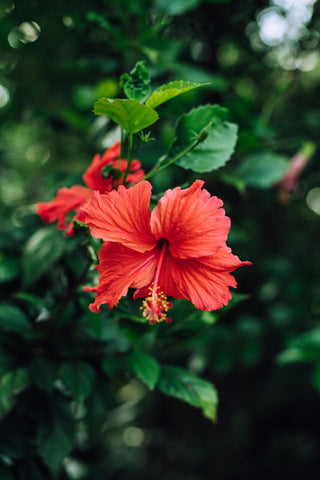 Photo by Keegan Checks: Red Hibiscus Flowers