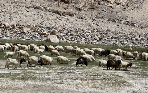 artdiary-chetnasingh-Ladakh