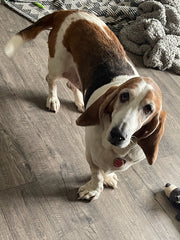 Noelle James Boutique Basset Hound