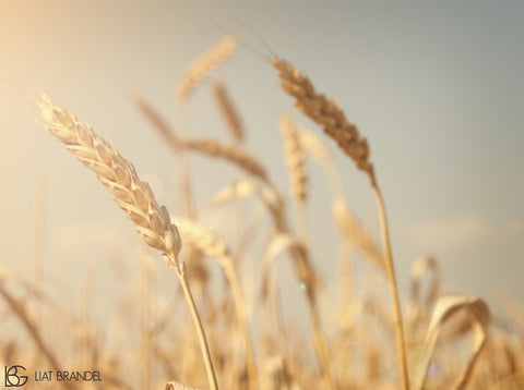 The surrounding Sea of ​​Oats: Shavuot just before summer arrives