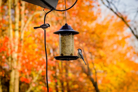 Birds around a bird feeder