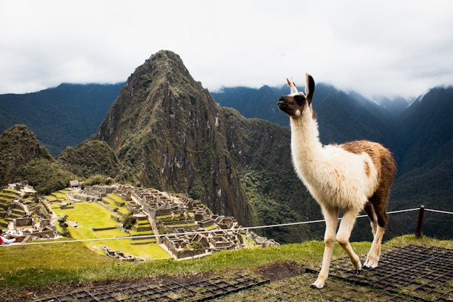 brown and white animal on high ground under white sky