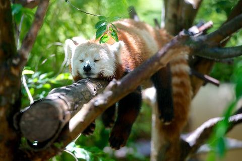 Red panda on a branch
