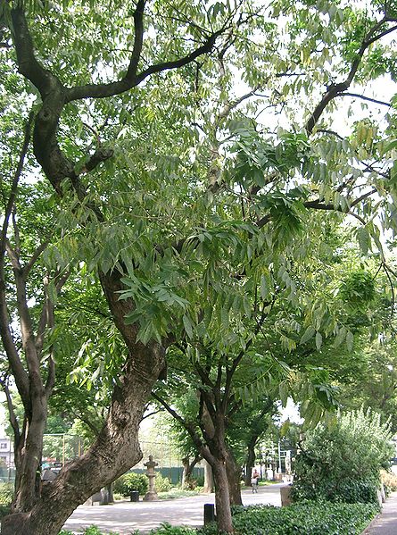 The soap nut tree