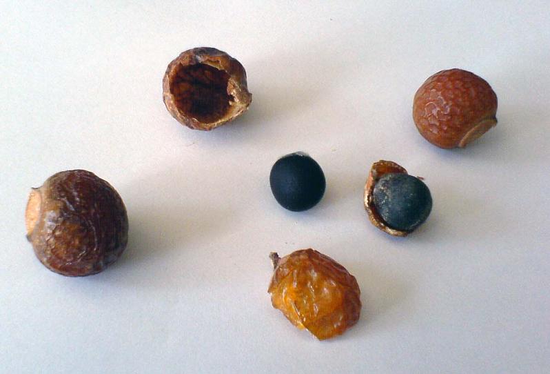 An assortment of soap nuts