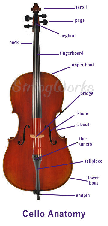 trofast afslappet Elendighed Anatomy of a Violin, Viola, and Cello (Parts Diagram) – StringWorks