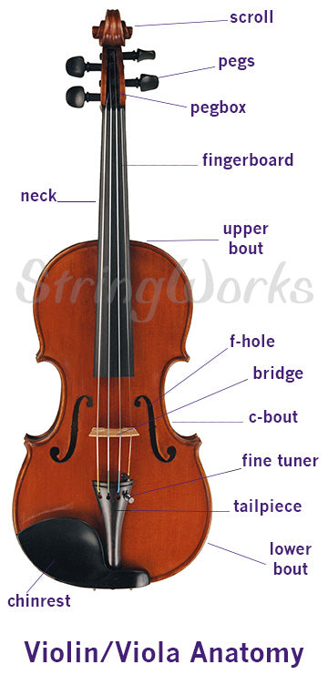 trofast afslappet Elendighed Anatomy of a Violin, Viola, and Cello (Parts Diagram) – StringWorks