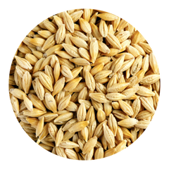 Barley Fruit