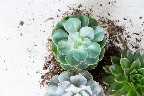 Three succulents with soil surrounding them on a white surface.