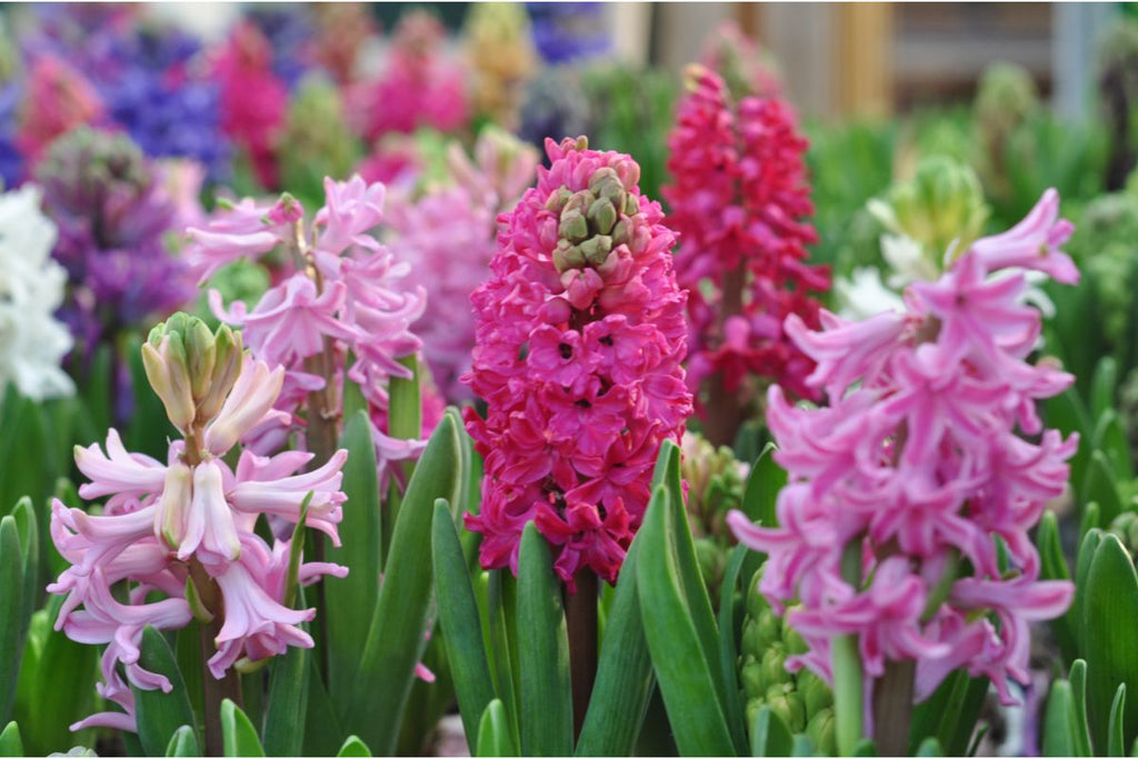 Hyacinth flowers in various colours.