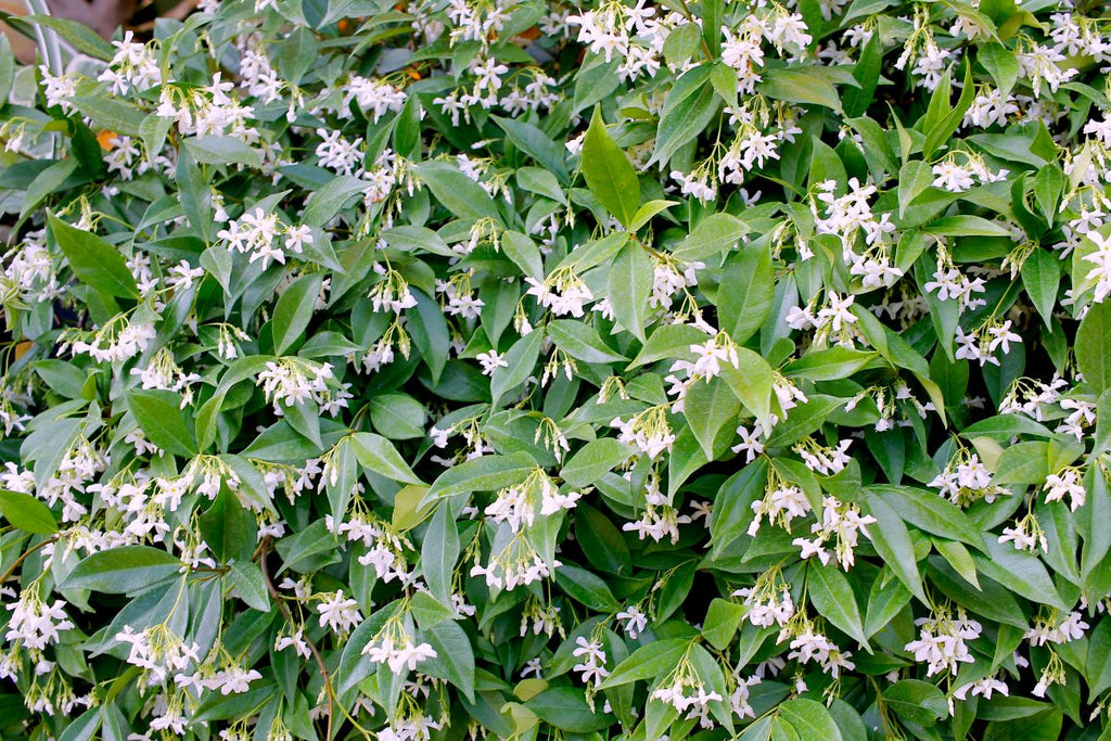 A flowering jasmine plant.