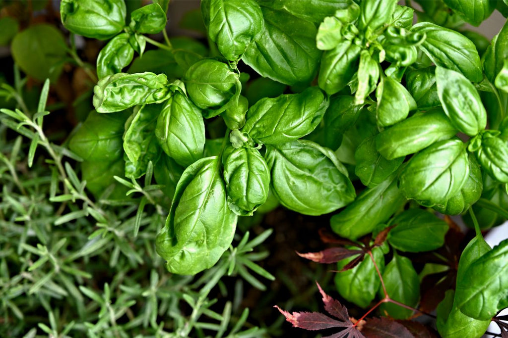 Basil and rosemary plants.