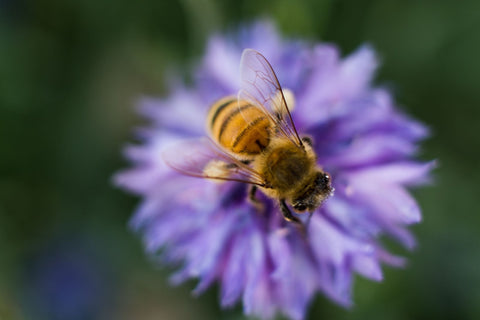 A bee on a blue flower