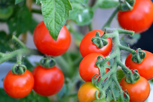 Close up of cherry tomatoes growing.