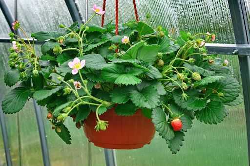 Strawberry plant growing in a hanging basket.