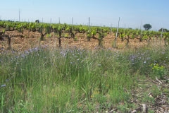 Domaine les Aphillanthes Vineyard Hedge