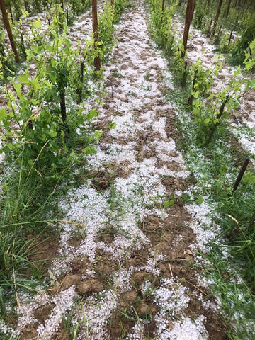 Picture of Domaine Ratte vineyards covered with hail.