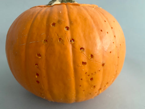 Pumpkin drill holes Coral & Tusk Halloween Project